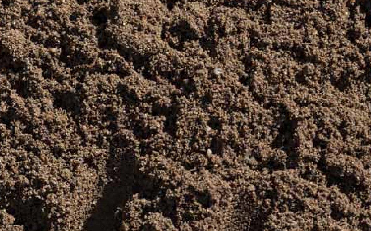 Sandy Loam