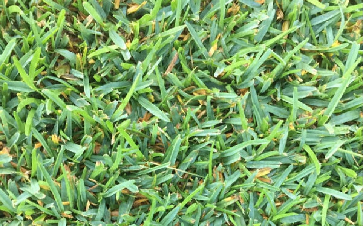Palmetto St. Augustine (slabs)