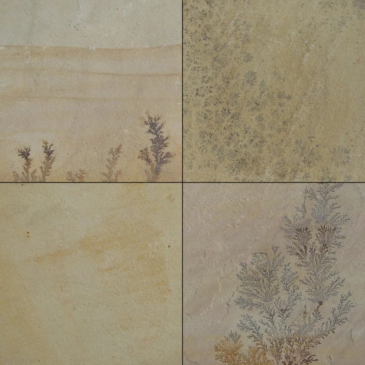 Golden Fossil